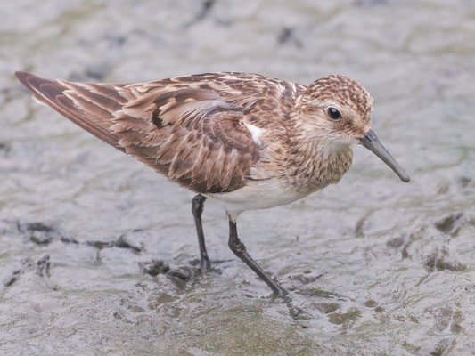 Baird´s Strandläufer, Baird´s Sandpiper - Calidris Bairdii
