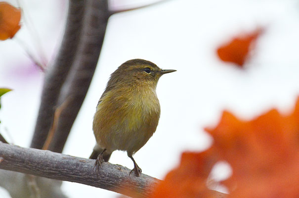 KANARENZILPZALP, CANARY ISLANDS CHIFFCHAFF, PHYLLOSCOPUS CANARIENSIS