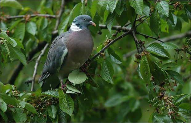 RINGELTAUBE, WOOD PIGEON,  COLUMBA PALUMBUS
