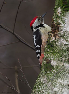 MITTELSPECHT, MIDDLE-SPOTTED WOODPECKER