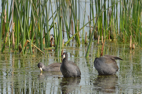 Amerikanisches Blässhuhn, American coot, Fulica americana