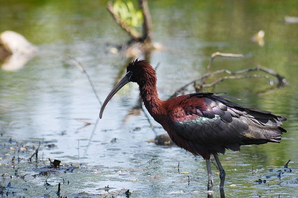 BRAUNER SICHLER, GLOSSY IBIS, PLEGADIS FALCINELLUS