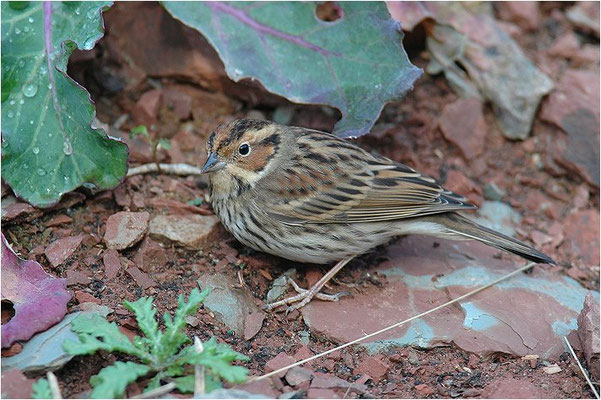 ZWERGAMMER, LITTLE BUNTING, EMBERIZA PULSILLA