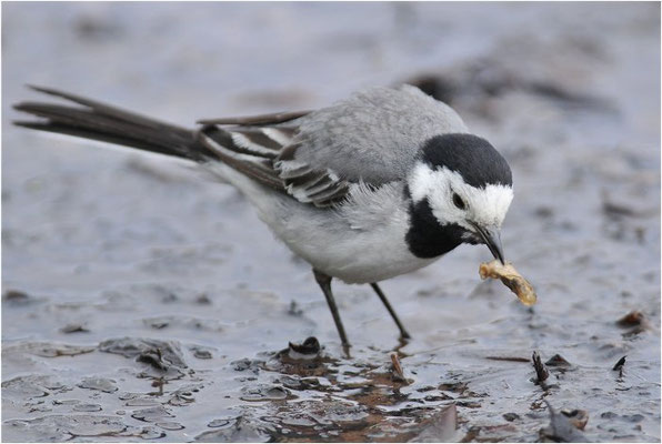 BACHSTELZE,WHITE WAGTAIL, MOTACILLA ALBA