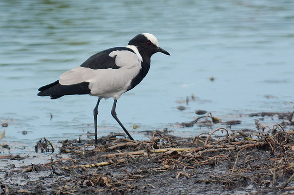 WAFFENKIEBITZ, BLACKSMITH LAPWING, VANELLUS ARMATUS