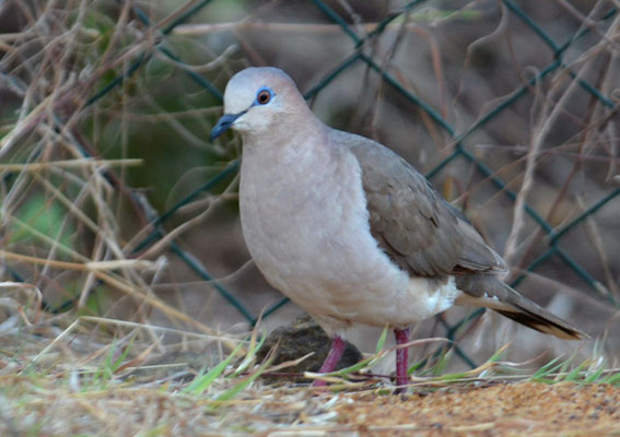 WEISSSTIRNTAUBE, WHITE-TIPPED DOVE, LEPTOTILA VERREAUXI