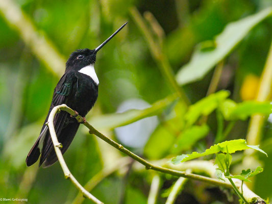 BRUSTBAND-ANDENKOLIBRI, COLLARED INCA - COELIGENA TORQUATA