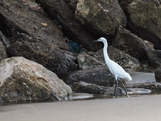 SCHMUCKREIHER, SNOWY EGRET - EGRETTA THULA