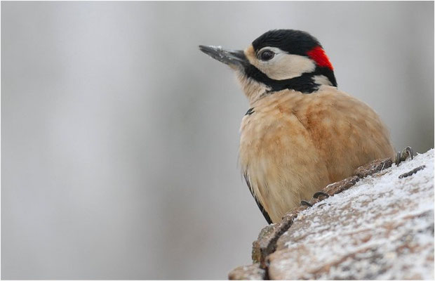 BUNTSPECHT, GREAT SPOTTED WOODPECKER, DENDROCOPOS MAJOR