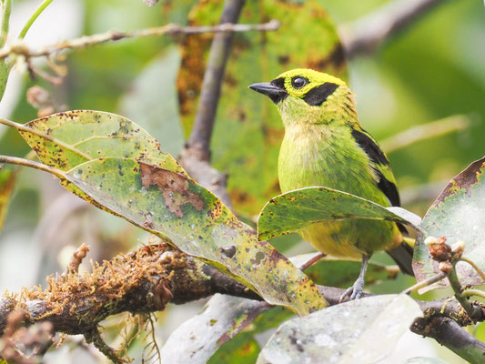 Smaragdtangare, Emerald Tanager - Tangara florida