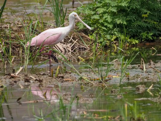Rosalöffler, Roseate Spoonbill - Platalea ajaja
