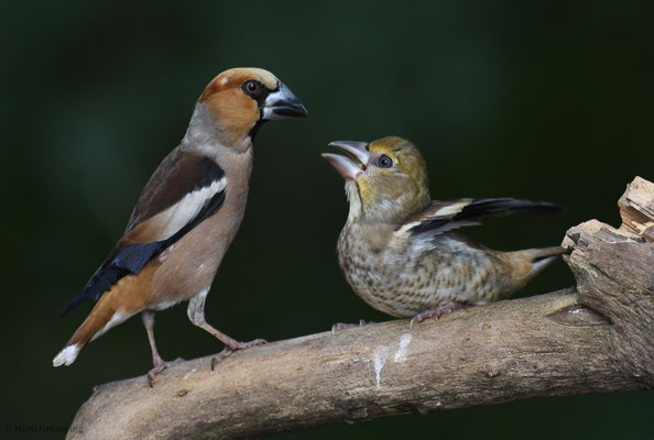 KERNBEISSER, HAWFINCH, COCCOTHRAUSTES  COCCOTHRAUSTES