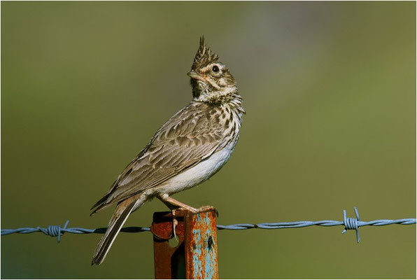 THEKLALERCHE, THEKLA LARK, GALERIDA THEKLAE
