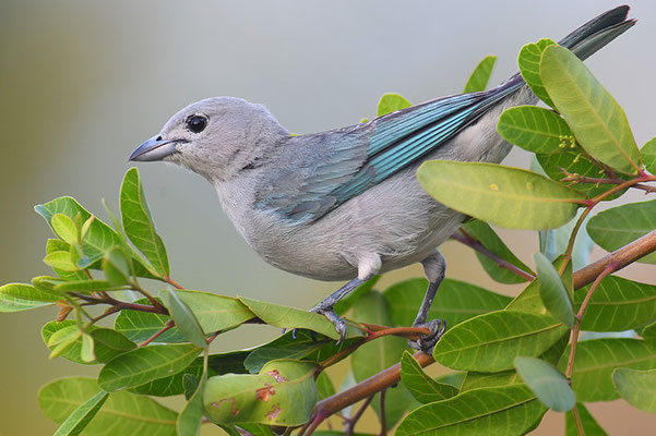 SAYACATANGARE, SAYACA TANAGER, THRAUPIS SAYACA