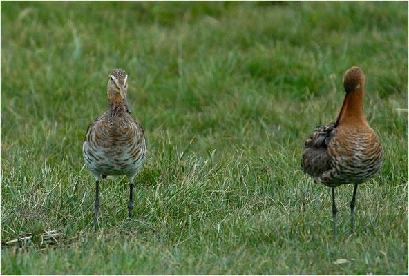 UFERSCHNEPFE, BLACK-TAILED GODWIT, LIMOSA LIMOSA