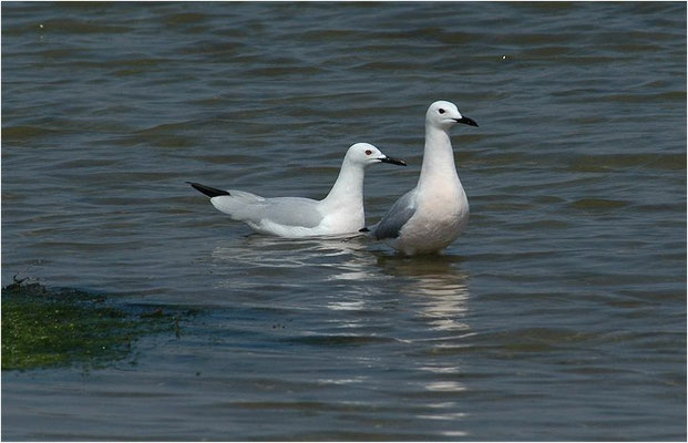 DÜNNSCHNABELMÖWE, SLENDER-BILLED GULL, CHROICOCEPHALUS GENEI