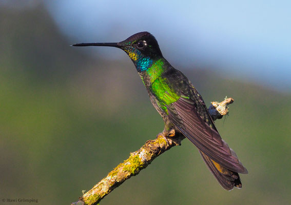 FEUERKEHLKOLIBRI, FIERY-THROATED HUMMINGBIRD, PANTERPE INSIGNIS