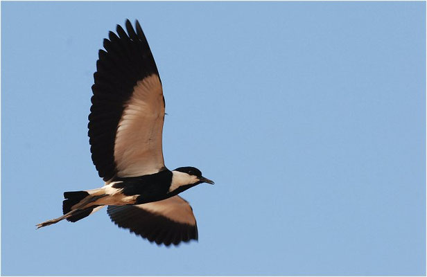 SPORNKIEBITZ, SPUR-WINGED PLOVER, VANELLUS SPINOSUS