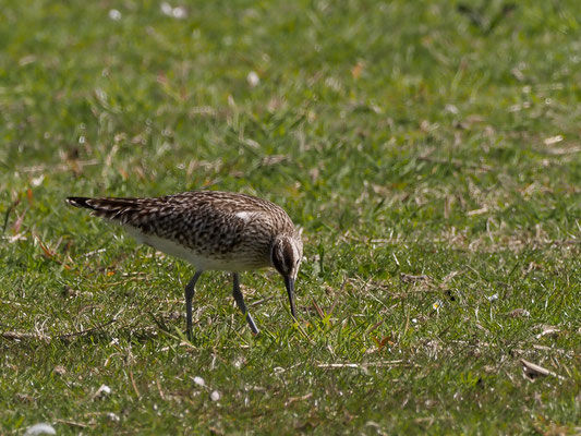 Regenbrachvogel