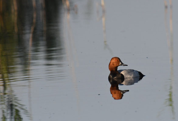 TAFELENTE, POCHARD, AYTHYA  FERINA