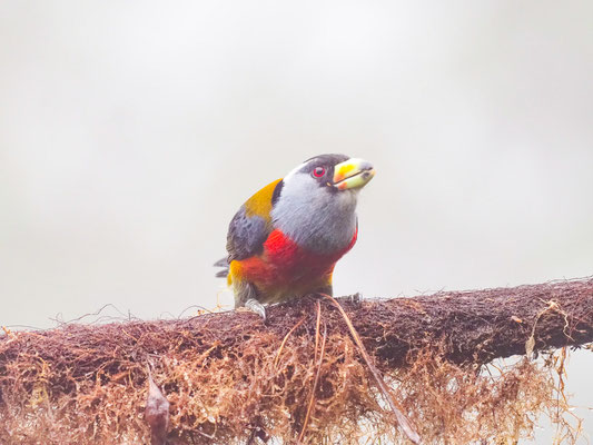 Tukan-Bartvogel, Toucan Barbet - Semnornis ramphastinus
