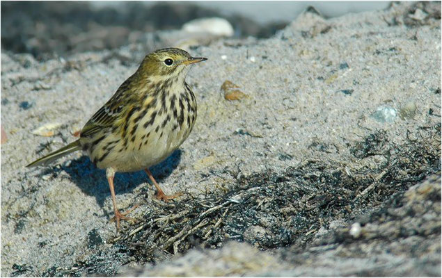 WIESENPIEPER, MEADOW PIPIT, ANTHUS PRATENSIS