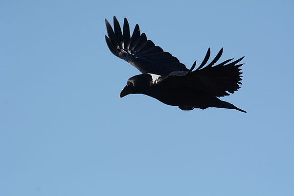 GEIERRABE, WHITE-NECKED RAVEN, CORVUS ALBICOLLIS