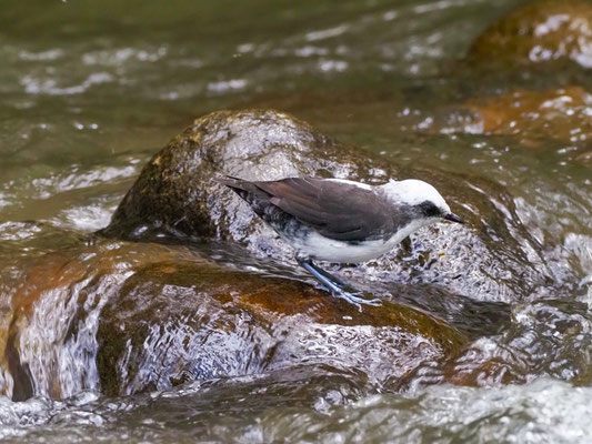 WEISSKOPF-WASSERAMSEL, WHITE-CAPPED DIPPER - CINCLUS LEUCOCEPHALU