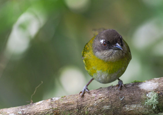 BRAUNKOPFTANGARE, COMMON BUSH-TANAGER, CHLOROSPINGUS OPHTHALMICUS