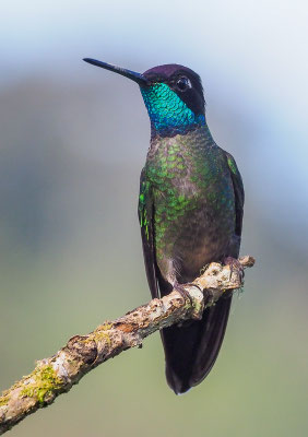 TALAMANCAKOLIBRI, ADMIRABLE HUMMINGBIRD, EUGENES SPECTABILIS