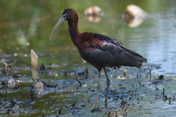 BRAUNER SICHLER, GLOSSY IBIS, PLEGADIS FALCINELLUS