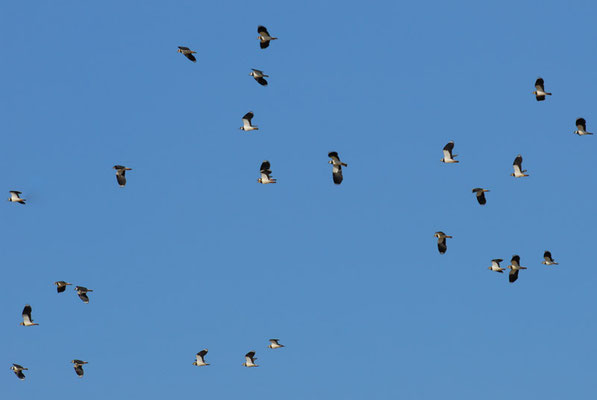 Kiebitz, Northern Lapwing - vanellus vanellus