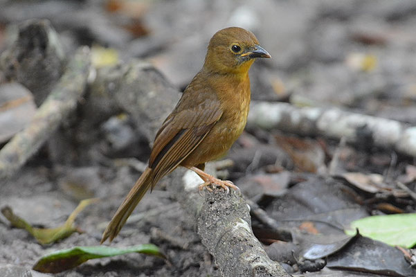 ROTKEHL-AMEISENTANGARE, RED-THROATED ANT-TANAGER, HABIA FUSCICAUDA 