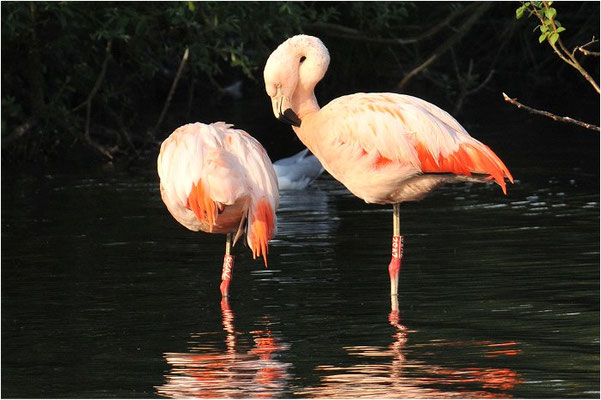 CHILEFLAMINGO, CHILEAN FLAMINGO, PHOENICOPTERUS CHILENSIS