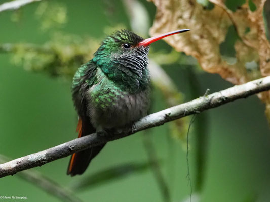 BRAUNSCHWANZAMAZILIE, RUFOUS-TAILED AMAZILIA - AMAZILIA TZACATL