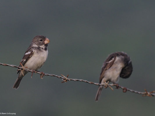PAPAGEISCHNABELPFÄFFCHEN, PARROT-BILLED SEEDEATER - SPOROPHILA PERUVIANA