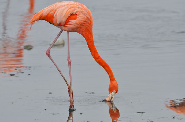 ROTER FLAMINGO (KUBAFLAMINGO), AMERICAN FLAMINGO, PHOENICOPTERUS RUBER