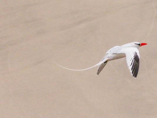 Rotschnabel-Tropikvogel, Red-billed Tropicbird - phaeton aethereus