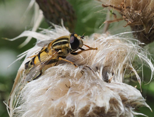 GROSSE SUMPFSCHWEBFLIEGE, HELOPHILUS TRIVITATTUS