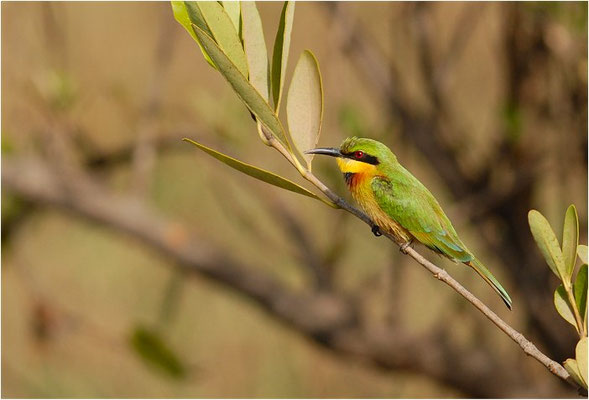 ZWERGSPINT, LITTLE BEE-EATER, MEROPS PUSILLU