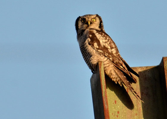 SPERBEREULE, HAWK OWL, SURNIA ULULA