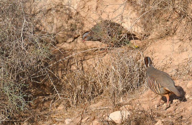 FELSENHUHN, BARBARY PARTRIDGE, ALECTORIS BARBARA