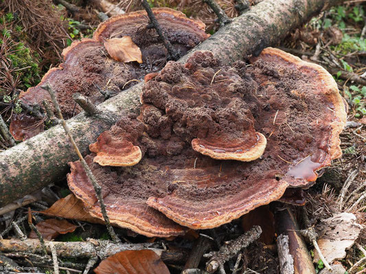Kiefern-Braunporling - Phaeolus schweinitzii