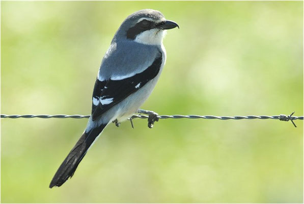 MITTELMEERRAUBWÜRGER, IBERIAN GREY SHRIKE, LANIUS MERIDIONALIS