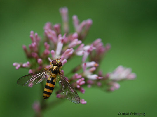 SPÄTE FRÜHLINGSSCHWEBFLIEGE, MELISCAEVA CINCTELLA
