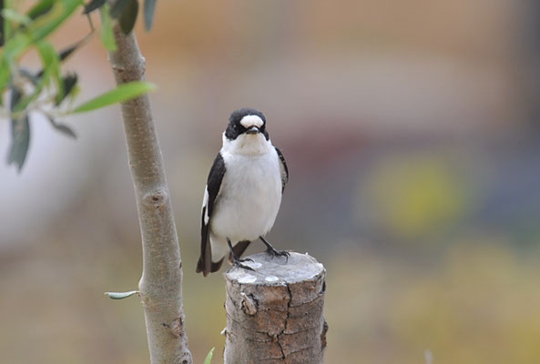 HALSBANDSCHNÄPPER, COLLARED FLYCATCHER, FICEDULA ALBICOLLIS