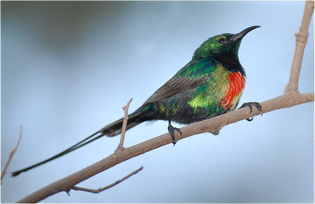 ELFENNEKTARVOGEL, BEAUTIFUL SUNBIRD, NECTARINIA PULCHELLA