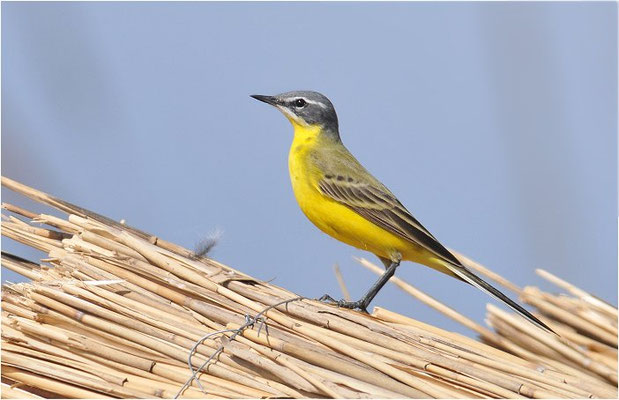 WIESENSCHAFSTELZE, YELLOW WAGTAIL, MOTACILLA FLAVA