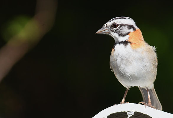 MORGENAMMER, RUFOUS-COLLARED SPARROW, ZONOTRICHIA CAPENSIS