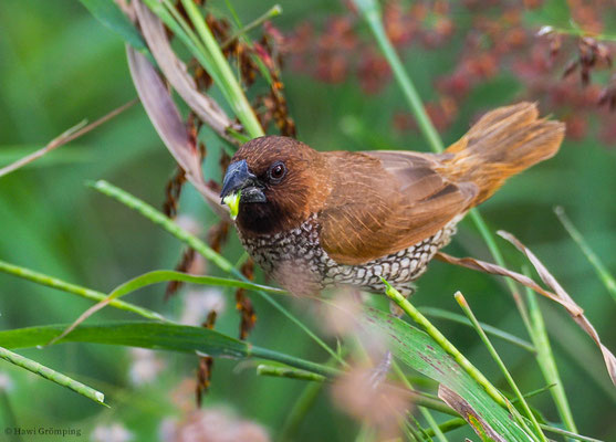 MUSKATFINK, SCALY-BREASTED MUNIA, LONCHURA PUNCTULATA